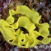 nudibranch_eggs_uc_h_0042_pal0542.jpg